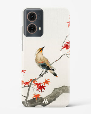 Japanese Plague bird On Maple [Ohara Koson] Hard Case Phone Cover (Motorola)