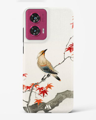 Japanese Plague bird On Maple [Ohara Koson] Hard Case Phone Cover (Motorola)