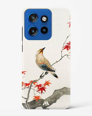 Japanese Plague bird On Maple [Ohara Koson] Hard Case Phone Cover (Motorola)