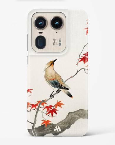 Japanese Plague bird On Maple [Ohara Koson] Hard Case Phone Cover (Motorola)