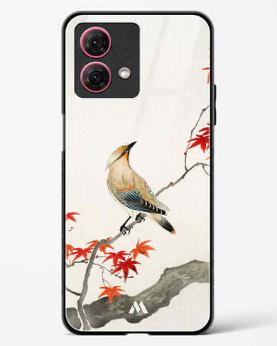 Japanese Plague bird On Maple [Ohara Koson] Glass Case Phone Cover (Motorola)