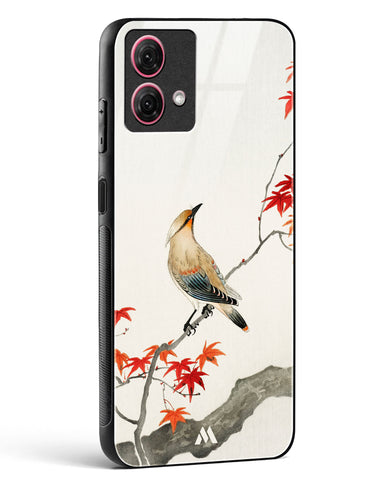 Japanese Plague bird On Maple [Ohara Koson] Glass Case Phone Cover (Motorola)