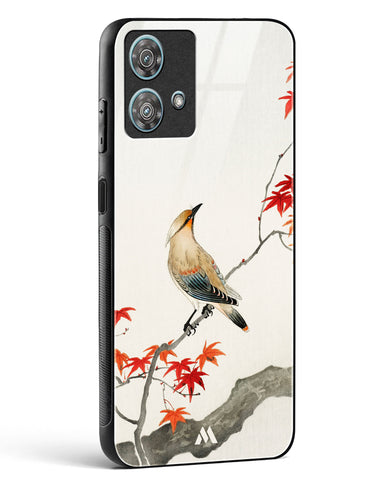 Japanese Plague bird On Maple [Ohara Koson] Glass Case Phone Cover (Motorola)