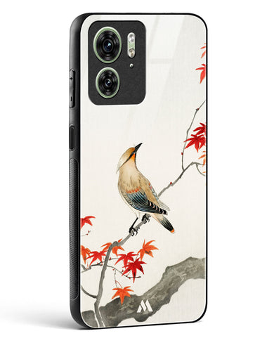 Japanese Plague bird On Maple [Ohara Koson] Glass Case Phone Cover (Motorola)